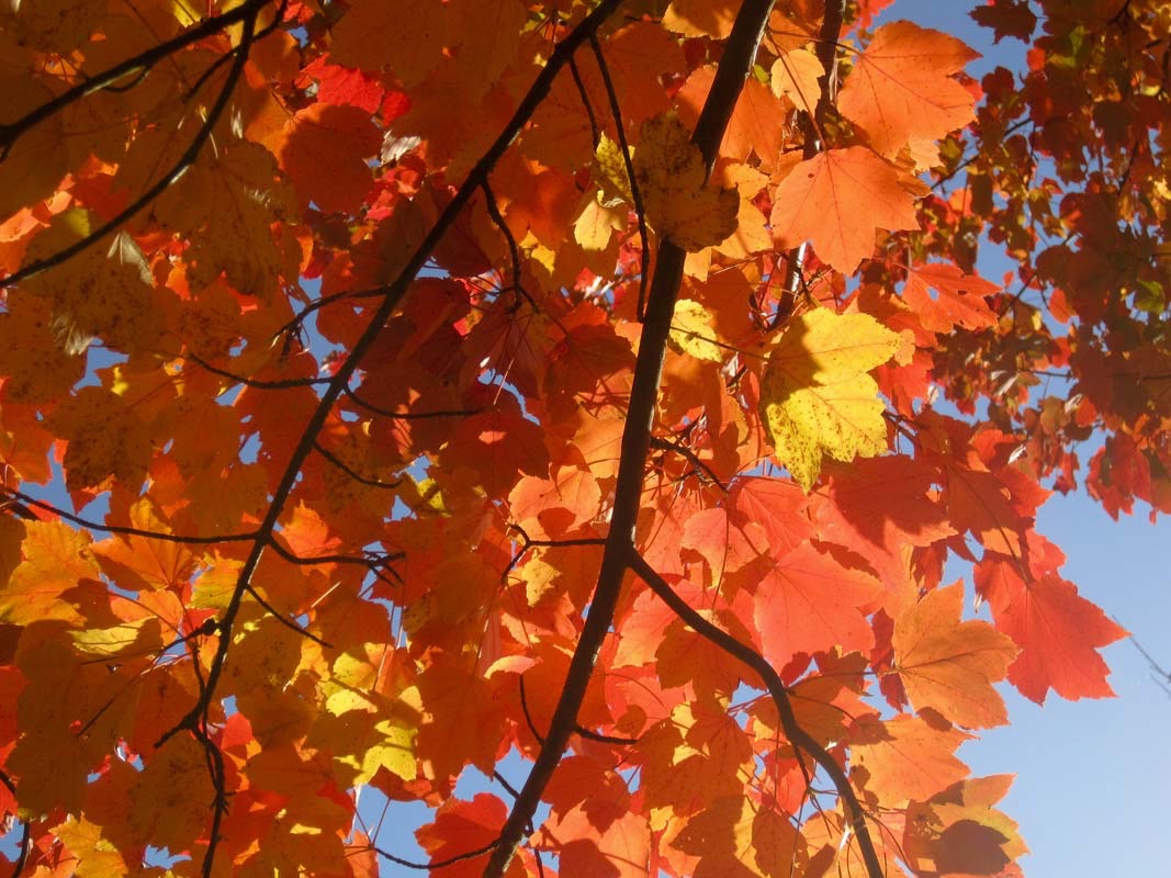 Acer-nikoense-leaves-closeup