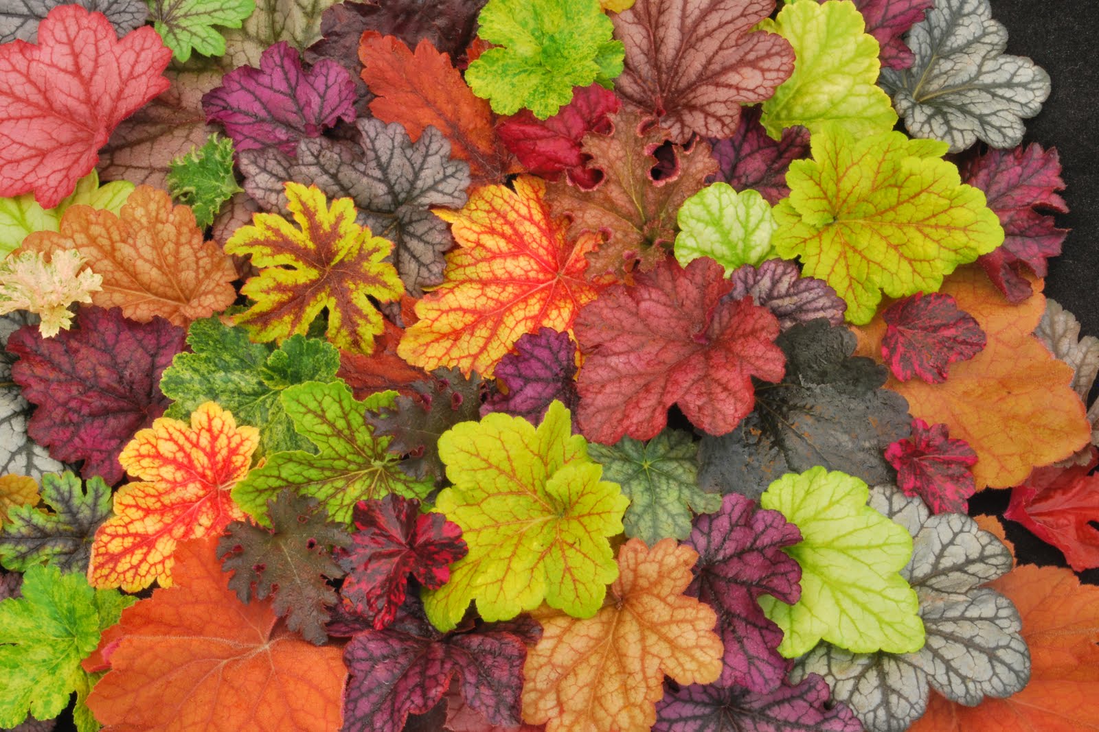 Heuchera Heucherella Collage 1b