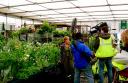 Carol Klein filming pre Chelsea opening