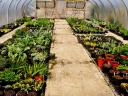 plants-in-tunnel